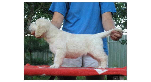 Щенки папийона (папильона) в питомнике Бон Плезир Щенки папийона (папильона) в питомнике Бон Плезир