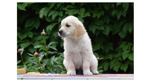 Щенки папийона (папильона) в питомнике Бон Плезир Щенки папийона (папильона) в питомнике Бон Плезир