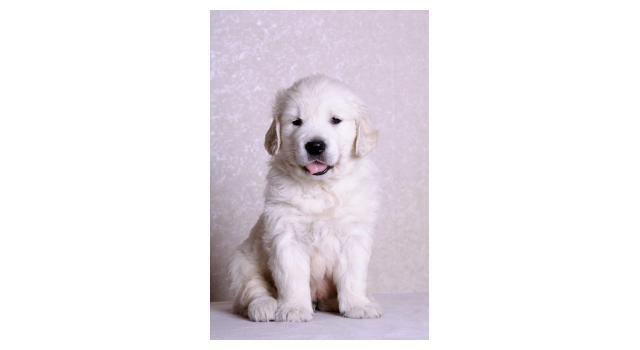 Щенки папийона (папильона) в питомнике Бон Плезир Щенки папийона (папильона) в питомнике Бон Плезир