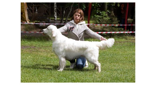 Щенки папийона (папильона) в питомнике Бон Плезир Щенки папийона (папильона) в питомнике Бон Плезир
