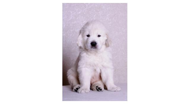 Щенки папийона (папильона) в питомнике Бон Плезир Щенки папийона (папильона) в питомнике Бон Плезир