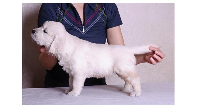 Щенки папийона (папильона) в питомнике Бон Плезир Щенки папийона (папильона) в питомнике Бон Плезир