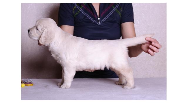 Щенки папийона (папильона) в питомнике Бон Плезир Щенки папийона (папильона) в питомнике Бон Плезир