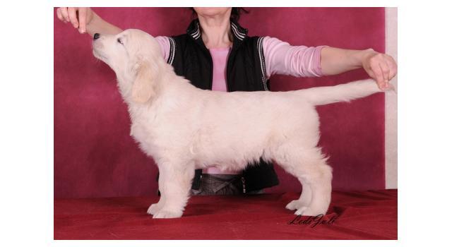 Щенки папийона (папильона) в питомнике Бон Плезир Щенки папийона (папильона) в питомнике Бон Плезир