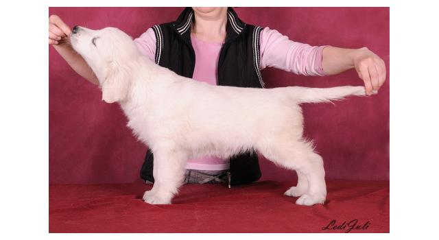 Щенки папийона (папильона) в питомнике Бон Плезир Щенки папийона (папильона) в питомнике Бон Плезир