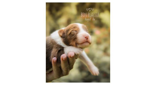 Щенки папийона (папильона) в питомнике Бон Плезир Щенки папийона (папильона) в питомнике Бон Плезир