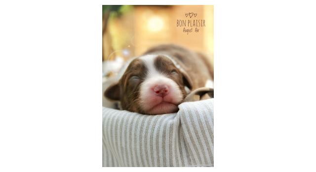 Щенки папийона (папильона) в питомнике Бон Плезир Щенки папийона (папильона) в питомнике Бон Плезир