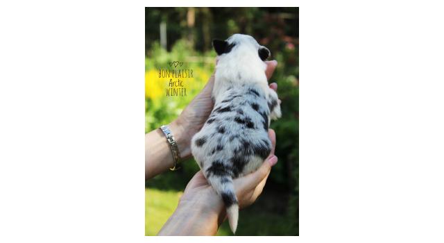 Щенки папийона (папильона) в питомнике Бон Плезир Щенки папийона (папильона) в питомнике Бон Плезир