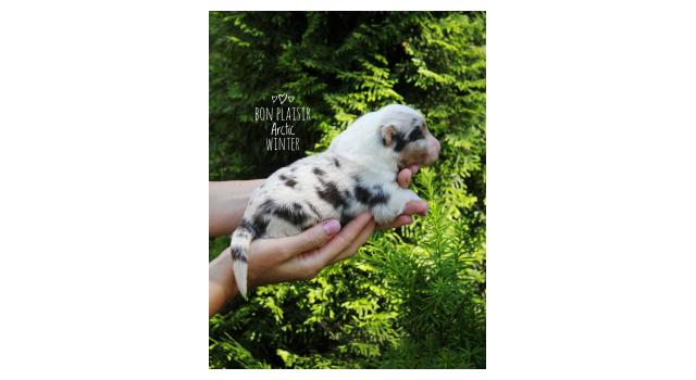 Щенки папийона (папильона) в питомнике Бон Плезир Щенки папийона (папильона) в питомнике Бон Плезир