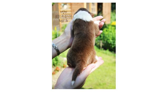 Щенки папийона (папильона) в питомнике Бон Плезир Щенки папийона (папильона) в питомнике Бон Плезир