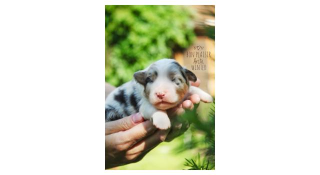 Щенки папийона (папильона) в питомнике Бон Плезир Щенки папийона (папильона) в питомнике Бон Плезир