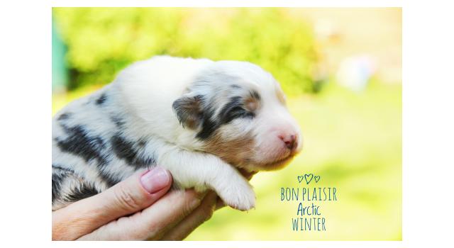 Щенки папийона (папильона) в питомнике Бон Плезир Щенки папийона (папильона) в питомнике Бон Плезир