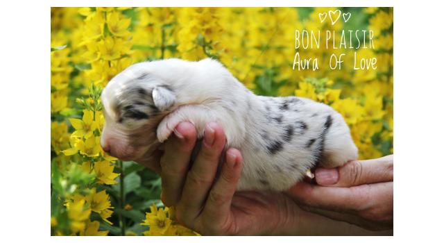 Щенки папийона (папильона) в питомнике Бон Плезир Щенки папийона (папильона) в питомнике Бон Плезир