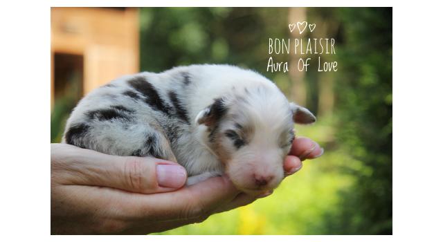 Щенки папийона (папильона) в питомнике Бон Плезир Щенки папийона (папильона) в питомнике Бон Плезир