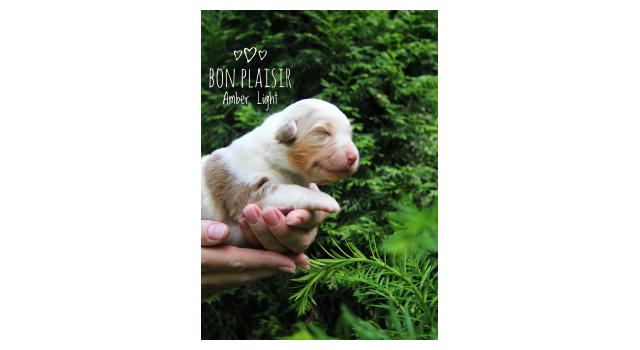 Щенки папийона (папильона) в питомнике Бон Плезир Щенки папийона (папильона) в питомнике Бон Плезир