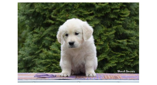 Puppies of papillon in Bon Plaisir Kennel Puppies of papillon in Bon Plaisir Kennel