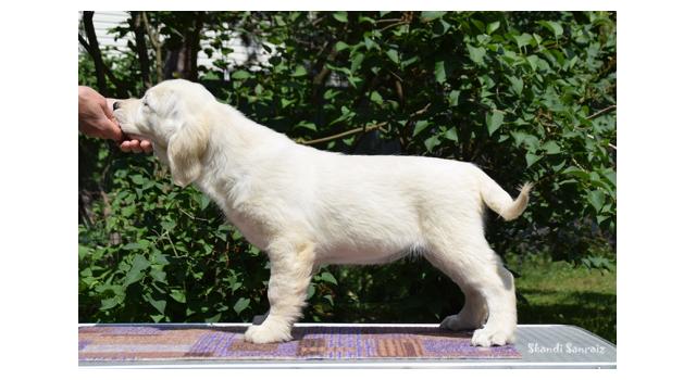 Puppies of papillon in Bon Plaisir Kennel Puppies of papillon in Bon Plaisir Kennel