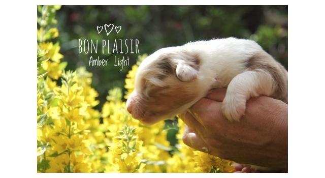 Щенки папийона (папильона) в питомнике Бон Плезир Щенки папийона (папильона) в питомнике Бон Плезир