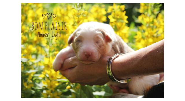 Щенки папийона (папильона) в питомнике Бон Плезир Щенки папийона (папильона) в питомнике Бон Плезир