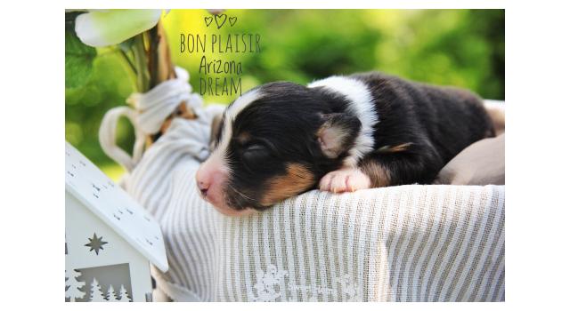 Щенки папийона (папильона) в питомнике Бон Плезир Щенки папийона (папильона) в питомнике Бон Плезир