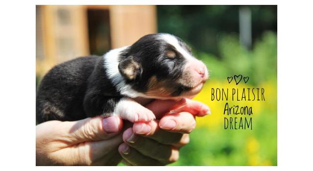 Щенки папийона (папильона) в питомнике Бон Плезир Щенки папийона (папильона) в питомнике Бон Плезир