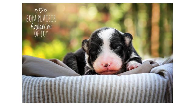 Щенки папийона (папильона) в питомнике Бон Плезир Щенки папийона (папильона) в питомнике Бон Плезир