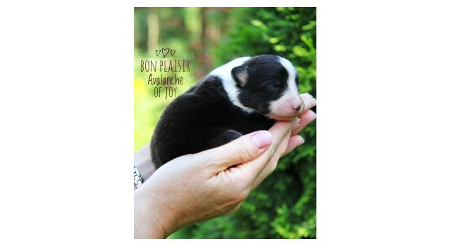 Щенки папийона (папильона) в питомнике Бон Плезир Щенки папийона (папильона) в питомнике Бон Плезир