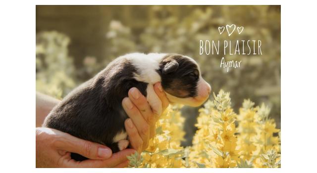 Щенки папийона (папильона) в питомнике Бон Плезир Щенки папийона (папильона) в питомнике Бон Плезир