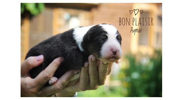 Щенки папийона (папильона) в питомнике Бон Плезир Щенки папийона (папильона) в питомнике Бон Плезир