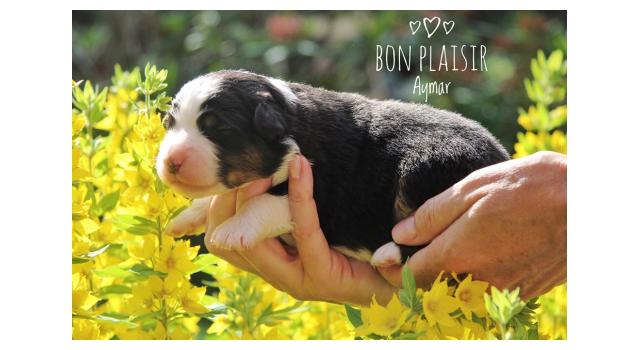 Щенки папийона (папильона) в питомнике Бон Плезир Щенки папийона (папильона) в питомнике Бон Плезир