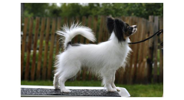 Щенки папийона (папильона) в питомнике Бон Плезир Щенки папийона (папильона) в питомнике Бон Плезир