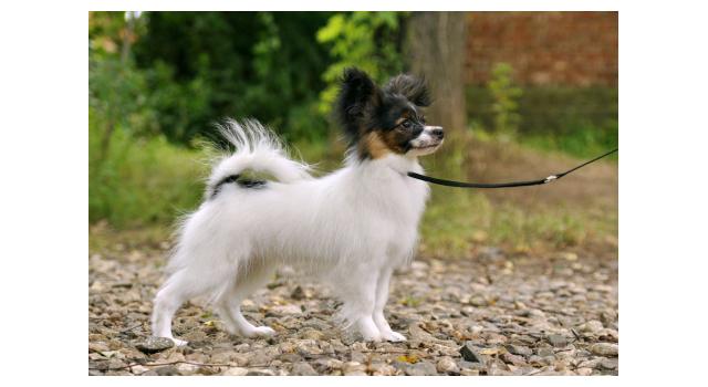 Щенки папийона (папильона) в питомнике Бон Плезир Щенки папийона (папильона) в питомнике Бон Плезир