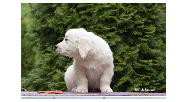 Puppies of papillon in Bon Plaisir Kennel Puppies of papillon in Bon Plaisir Kennel