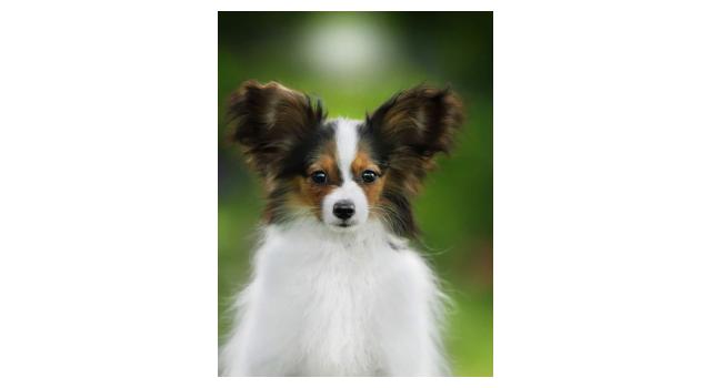 Щенки папийона (папильона) в питомнике Бон Плезир Щенки папийона (папильона) в питомнике Бон Плезир