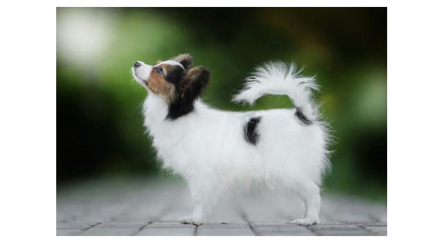 Щенки папийона (папильона) в питомнике Бон Плезир Щенки папийона (папильона) в питомнике Бон Плезир