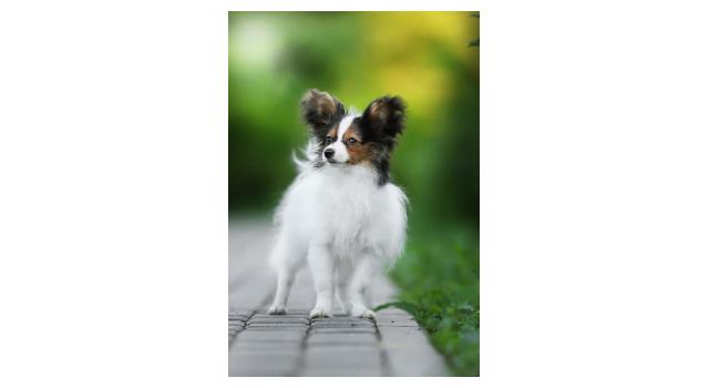 Щенки папийона (папильона) в питомнике Бон Плезир Щенки папийона (папильона) в питомнике Бон Плезир