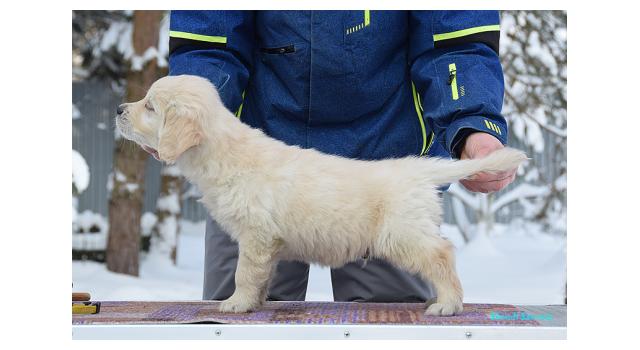 Щенки папийона (папильона) в питомнике Бон Плезир Щенки папийона (папильона) в питомнике Бон Плезир