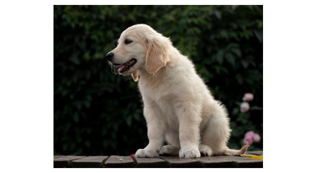 Щенки папийона (папильона) в питомнике Бон Плезир Щенки папийона (папильона) в питомнике Бон Плезир