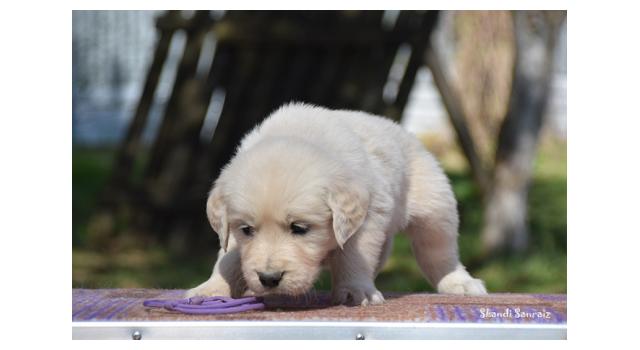 Puppies of papillon in Bon Plaisir Kennel Puppies of papillon in Bon Plaisir Kennel