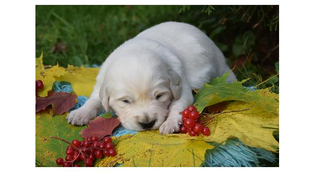 Щенки папийона (папильона) в питомнике Бон Плезир Щенки папийона (папильона) в питомнике Бон Плезир