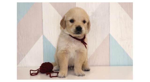 Щенки папийона (папильона) в питомнике Бон Плезир Щенки папийона (папильона) в питомнике Бон Плезир