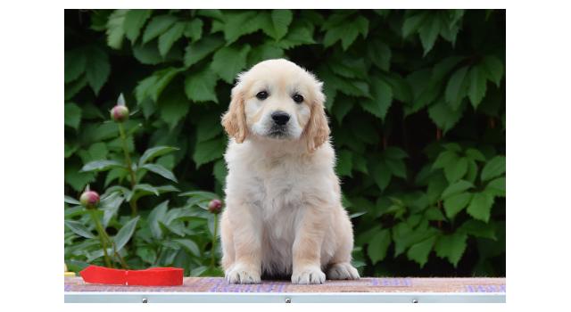 Щенки папийона (папильона) в питомнике Бон Плезир Щенки папийона (папильона) в питомнике Бон Плезир