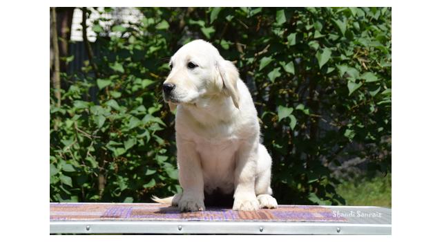 Puppies of papillon in Bon Plaisir Kennel Puppies of papillon in Bon Plaisir Kennel