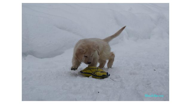 Щенки папийона (папильона) в питомнике Бон Плезир Щенки папийона (папильона) в питомнике Бон Плезир