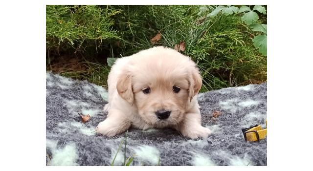 Щенки папийона (папильона) в питомнике Бон Плезир Щенки папийона (папильона) в питомнике Бон Плезир