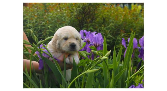 Щенки папийона (папильона) в питомнике Бон Плезир Щенки папийона (папильона) в питомнике Бон Плезир