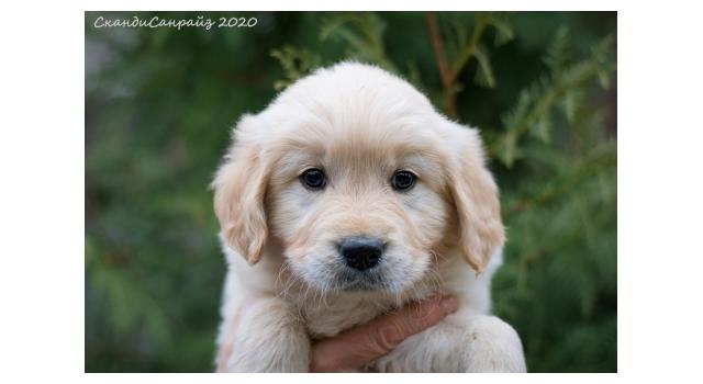 Щенки папийона (папильона) в питомнике Бон Плезир Щенки папийона (папильона) в питомнике Бон Плезир