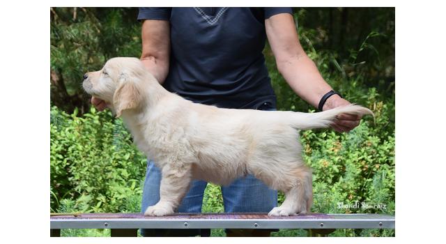 Щенки папийона (папильона) в питомнике Бон Плезир Щенки папийона (папильона) в питомнике Бон Плезир