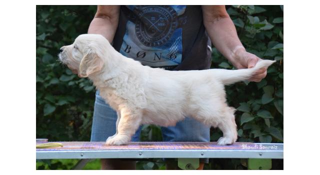 Щенки папийона (папильона) в питомнике Бон Плезир Щенки папийона (папильона) в питомнике Бон Плезир