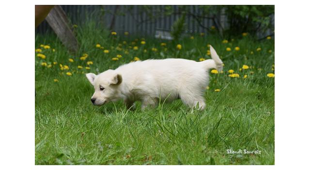 Puppies of papillon in Bon Plaisir Kennel Puppies of papillon in Bon Plaisir Kennel